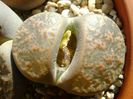 Lithops