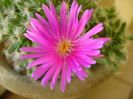 26 ian. 2018: Trichodiadema densum
