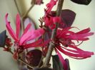 26 ian. 2018: Loropetalum chinensis