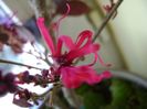 26 ian. 2018: Loropetalum chinensis