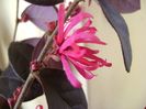 26 ian. 2018: Loropetalum chinensis