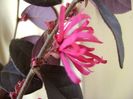 26 ian. 2018: Loropetalum chinensis