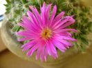 26 ian. 2018: Trichodiadema densum