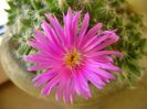 26 ian. 2018: Trichodiadema densum