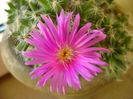 26 ian. 2018: Trichodiadema densum