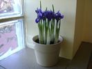 26 ian. 2018: Iris reticulata Harmony (Mini iris)