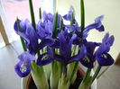 26 ian. 2018: Iris reticulata Harmony (Mini iris)