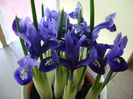 26 ian. 2018: Iris reticulata Harmony (Mini iris)