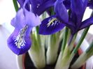 26 ian. 2018: Iris reticulata Harmony (Mini iris)