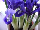 26 ian. 2018: Iris reticulata Harmony (Mini iris)