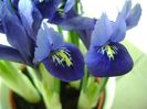 26 ian. 2018: Iris reticulata Harmony (Mini iris)