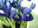 26 ian. 2018: Iris reticulata Harmony (Mini iris)