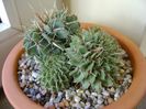 Parodia (Notocactus) buiningii