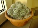 Mammillaria laui f. dasyacantha, boboci