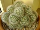 Mammillaria laui f. dasyacantha, boboci