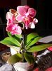 Mini phalaenopsis nouă