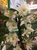27.01.2018 Dendrobium