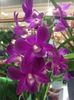 27.01.2018 Dendrobium