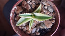 Agave Victoria Reginae Kizan 50