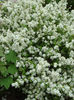 Deutzia  lemoinei