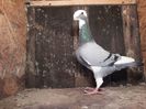 Vandut