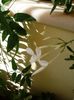 JasminumPolyanthum