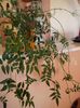 Jasminum Polyanthum