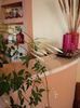 Jasminum Polyanthum