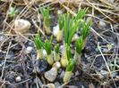 Crocusi