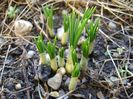 Crocusi