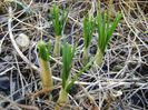 Crocusi