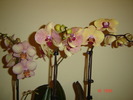 DSC04612