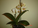 DSC04618