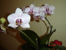 DSC04632