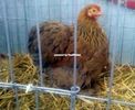 Campion Expo Gherla 2016