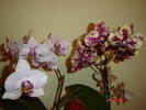 DSC04655