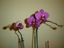 DSC04662
