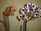 DSC04674