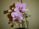 DSC04688