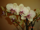 DSC04696