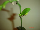DSC04706