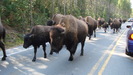 yellowstone_109