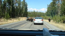 yellowstone_099