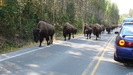 yellowstone_107