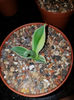 Agave Celsii Multicolor € 12.50 (Rezervat)