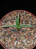 Agave Filifera Marginated € 7.50