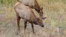 yellowstone__2_068