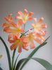 312  Pastel ex Pat Gore