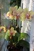 orhidee valynedelcu@yahoo.com 0150