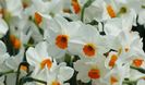 narcissus_tazetta